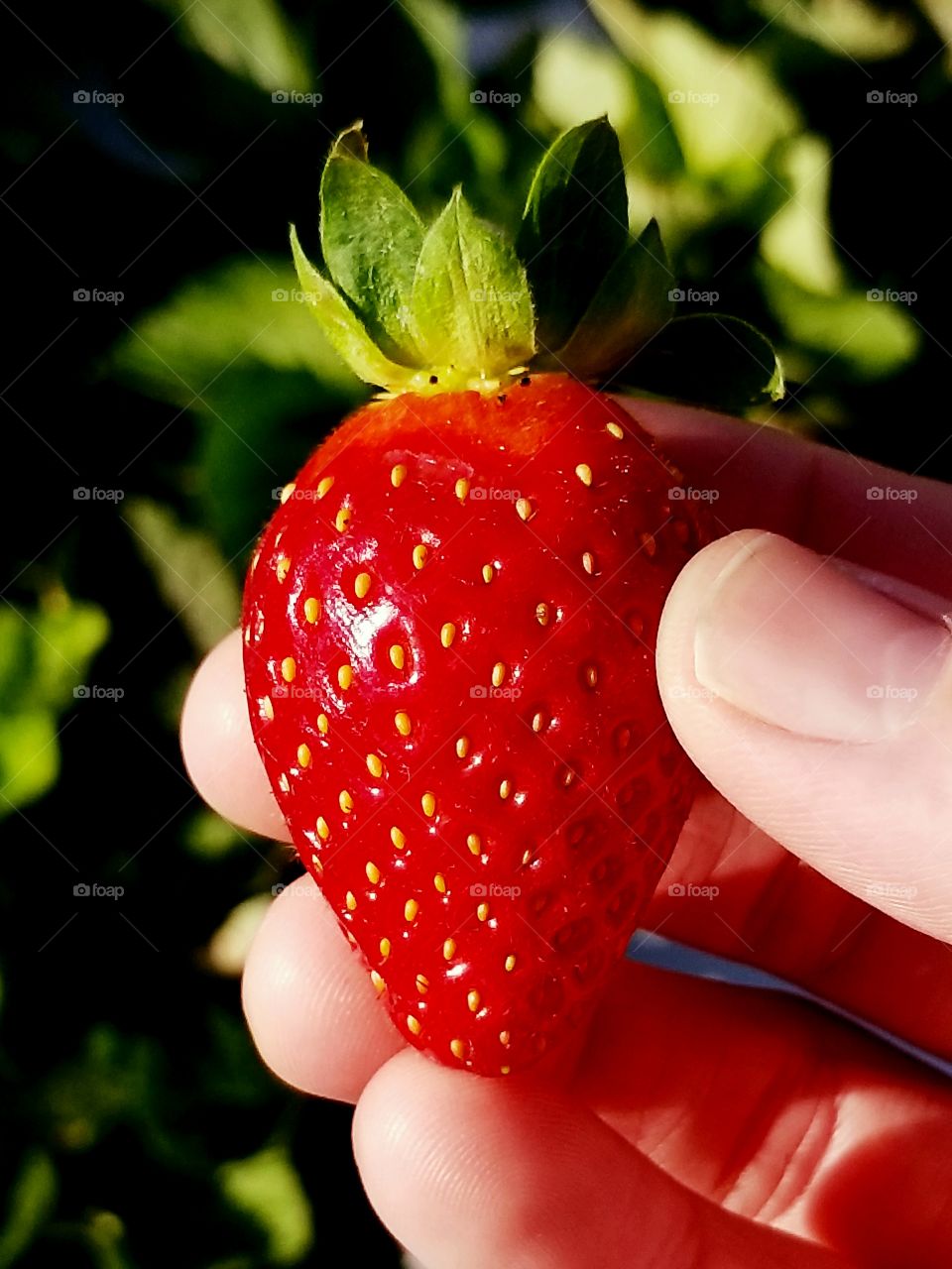 Big red juicy strawberry freshly picked