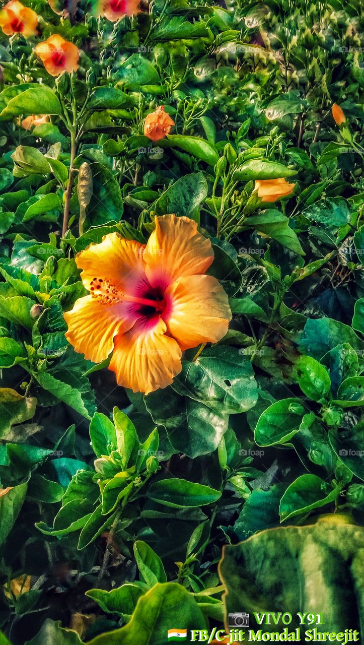 📸       ||     Mobile Photography     ||  📸

📱Device:-       VIVO Y91
🖼️Photo:-        Orange Hibiscus
🗓️Date:-          12.11.2020
🌐Location:-   Borhan pur,
                          West Bengal/India🇮🇳
