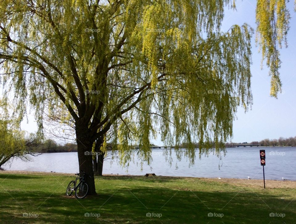 Weeping Willow along the river