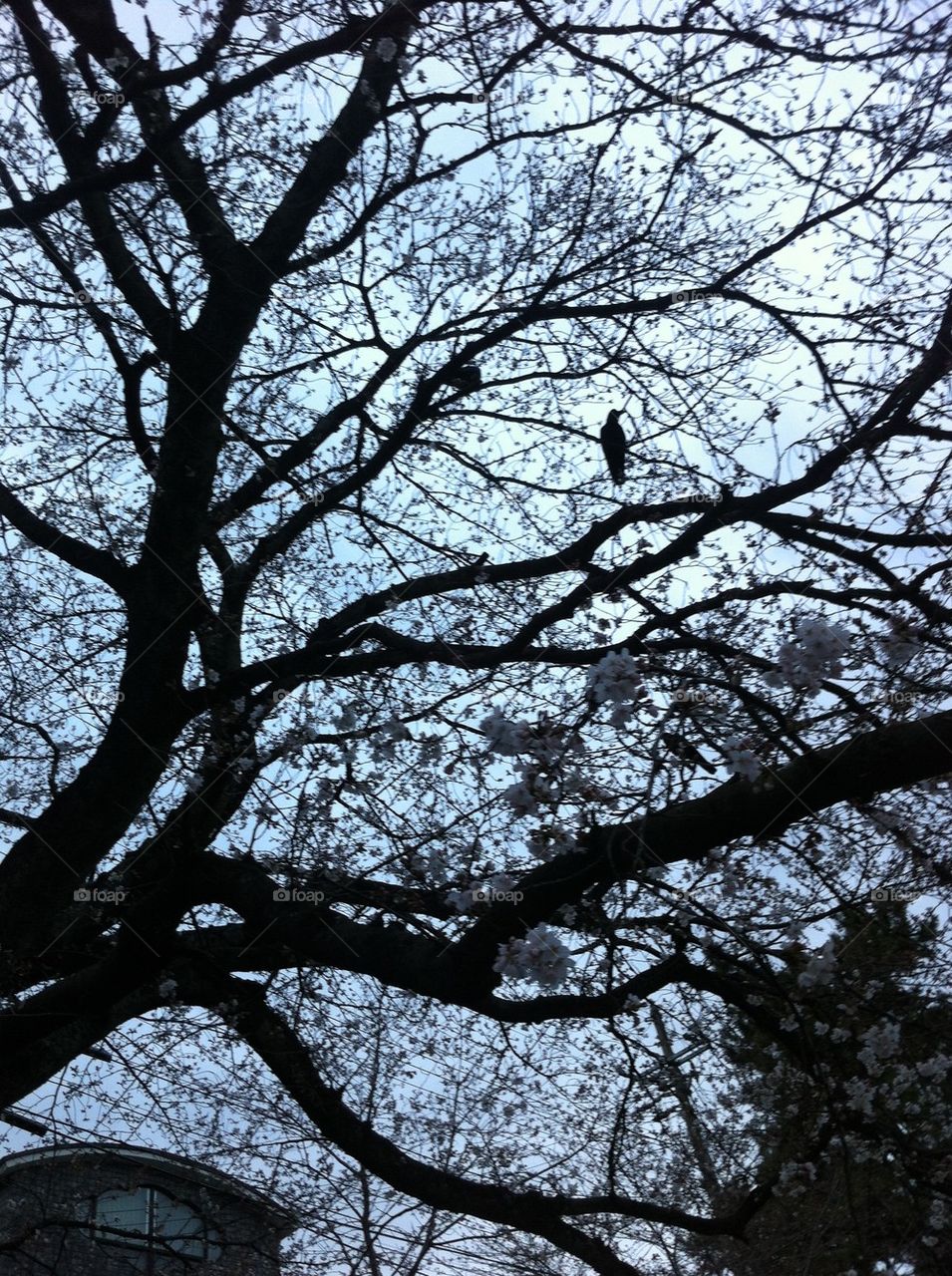 Tree in bird
