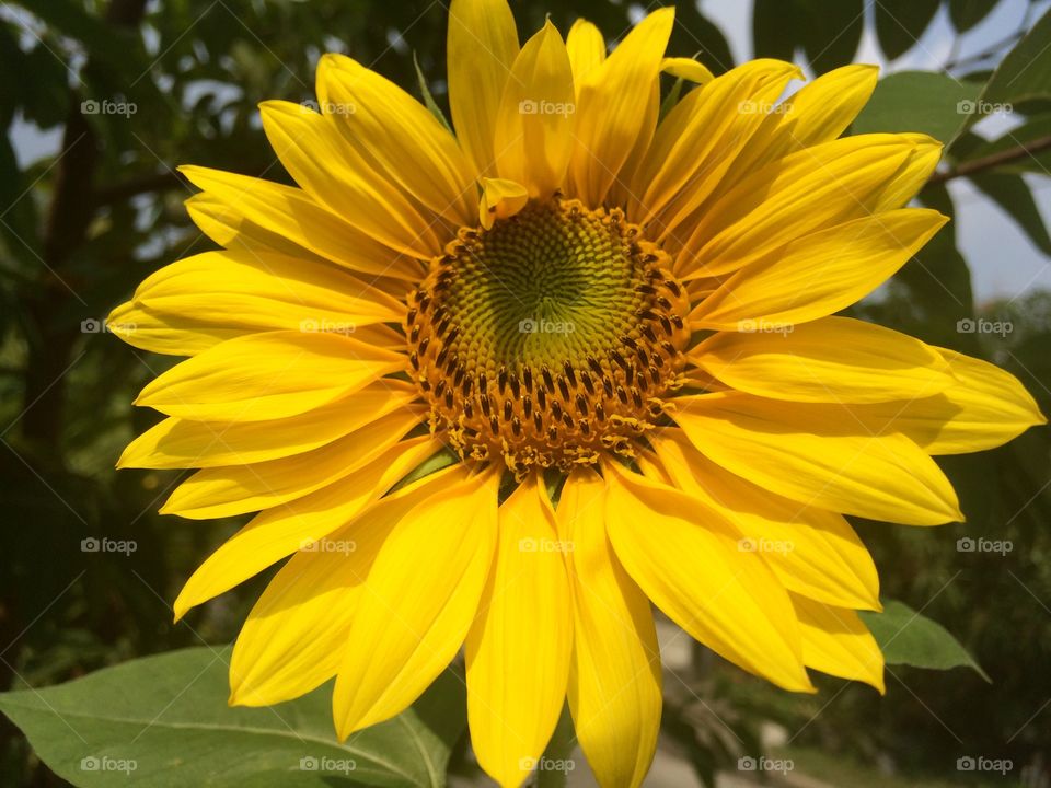 Sunflower ...