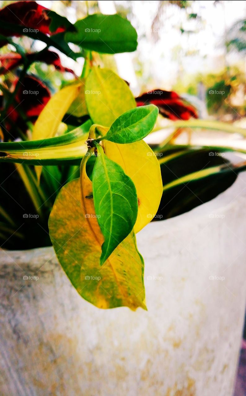 Point yellow mix green leaf