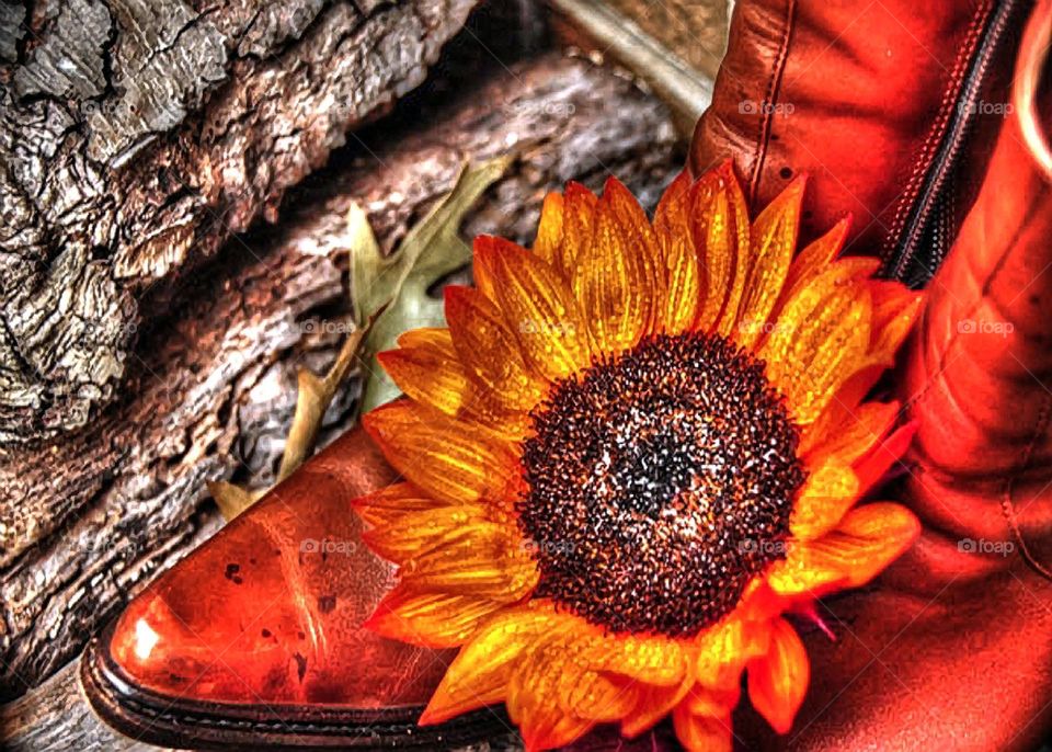 High Dynamic Range sunflower & boots. Sunflower petals are orange and yellow. The cowboy boots are a deep rustic orange. The boot and sunflower sit on top of brown fire wood. The photo has a rustic warm feel, yet the colors are vivid.
