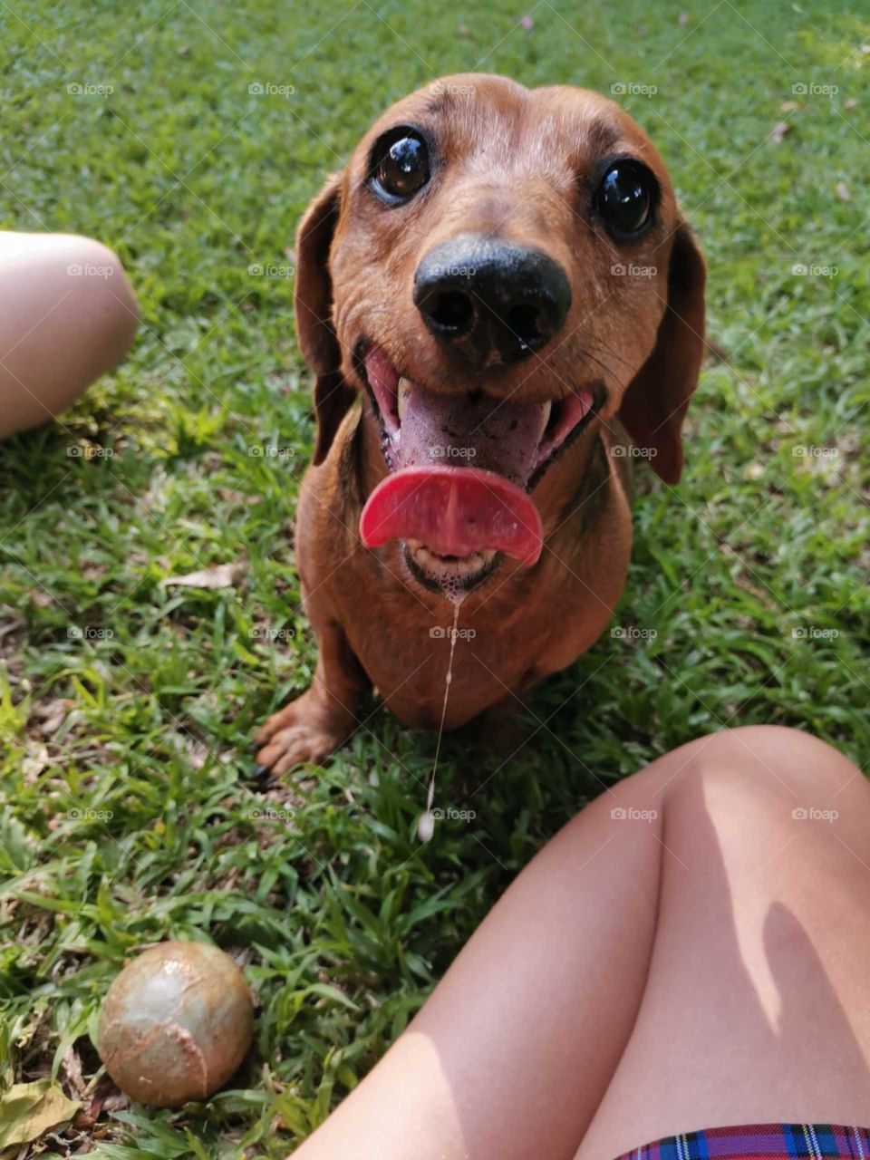 Dachshund