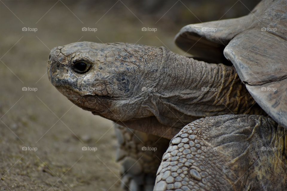 High speed camera, slow moving tortoise
