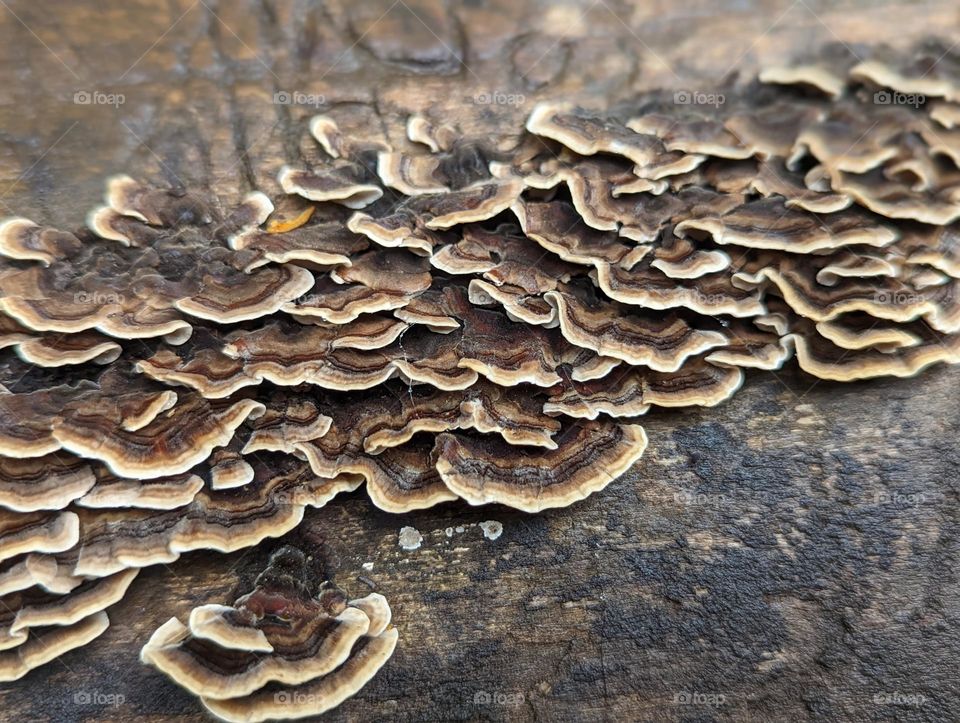 grouping of flat mushrooms growing on a tree log, brown mushrooms, trippy mushroom pattern, psychedelic mushrooms