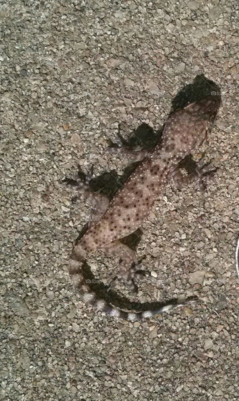 gecko