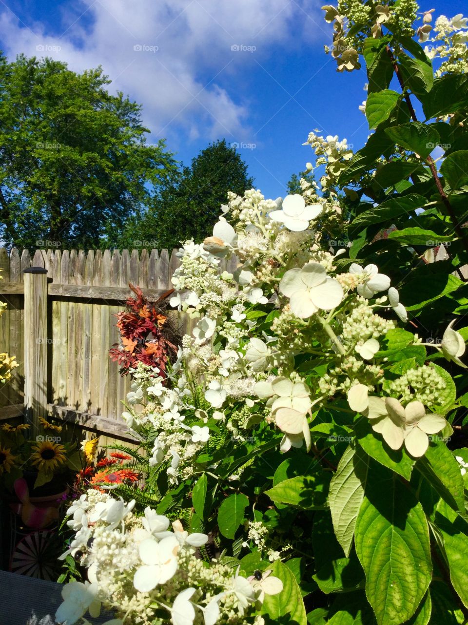 Lots of white flowers blooming in the garden 
