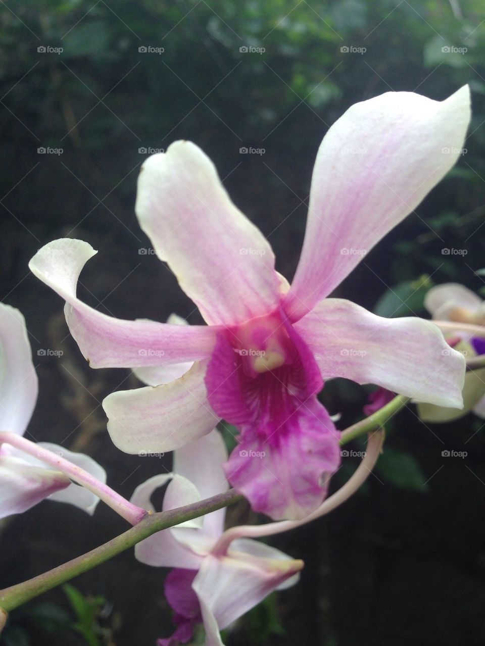 Orchids