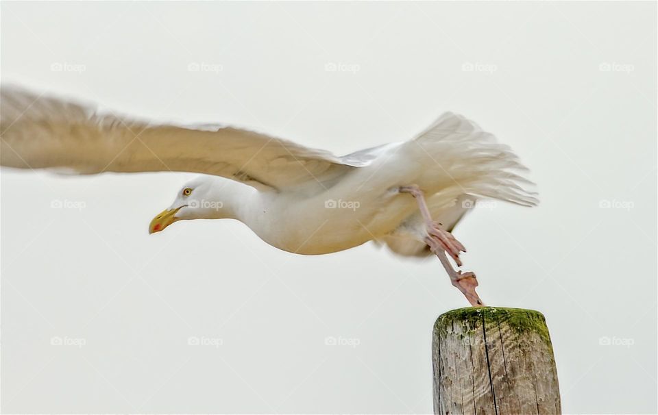 A seagull takes flight from a mossy wooden post
