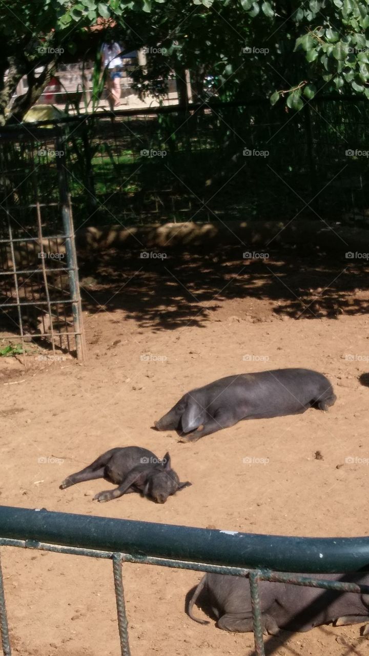 Pigs