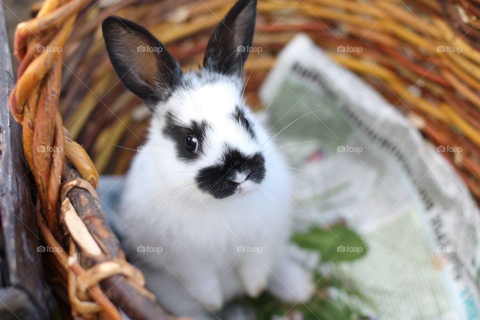 bunny in a basket