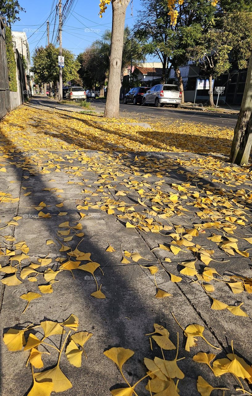 "Yellow sidewalk." Yellow Ginko leaves cover the sidewalk. There are shadows of the low autumn sun.