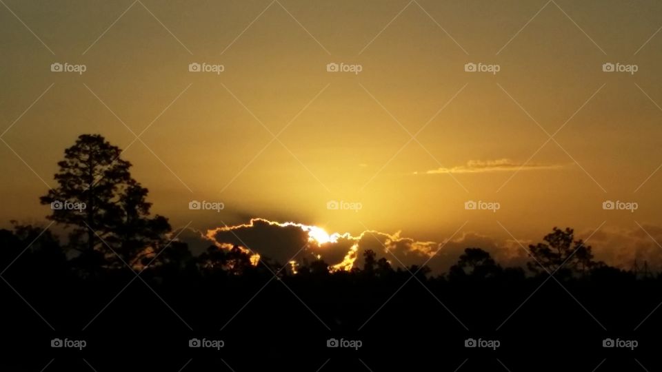 Golden sunrise. pulled over while driving when I saw the sun coming up behind the trees.