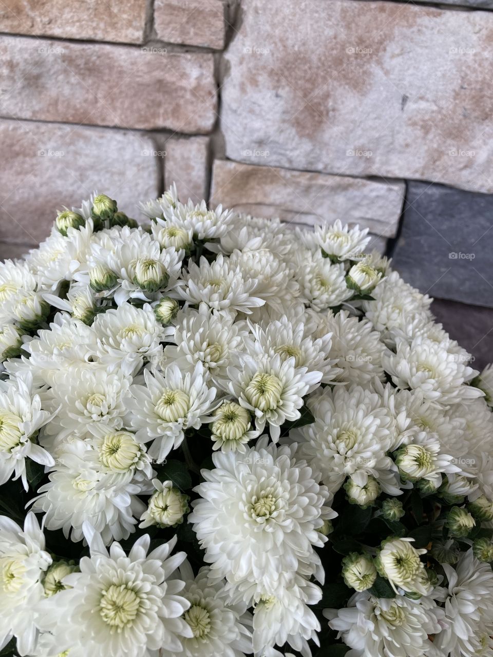 White flowers in front of a brick background