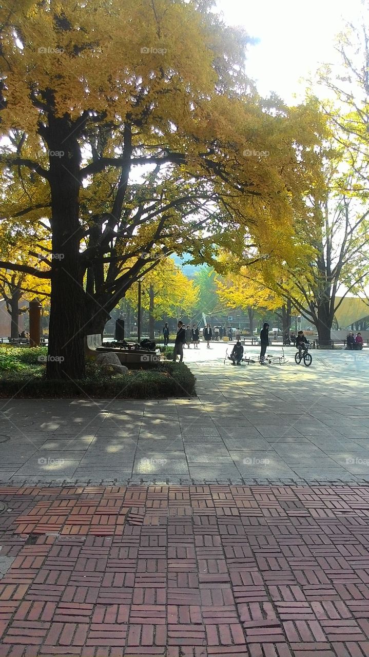 trees with yellow leaves in the city park