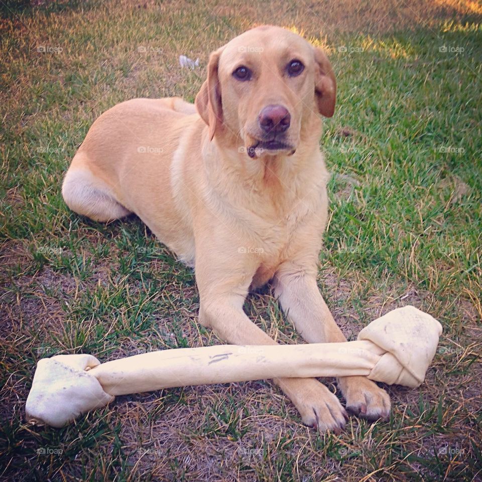 Give a dog a bone