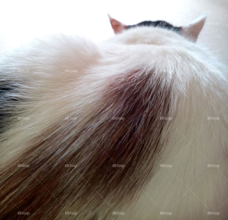 Fur, Animal, Hair, Pet, Cat