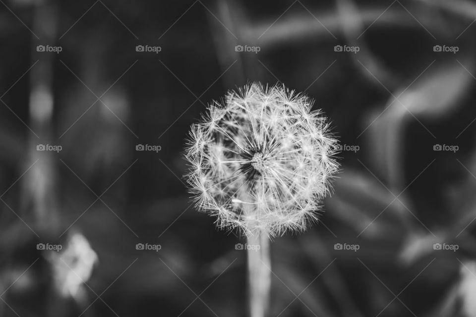 Dandelion 