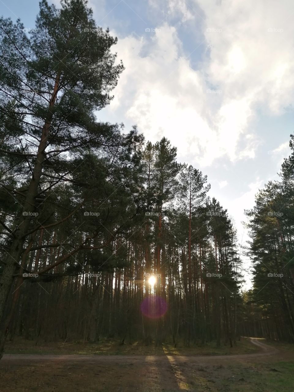Sunlight trough the trees