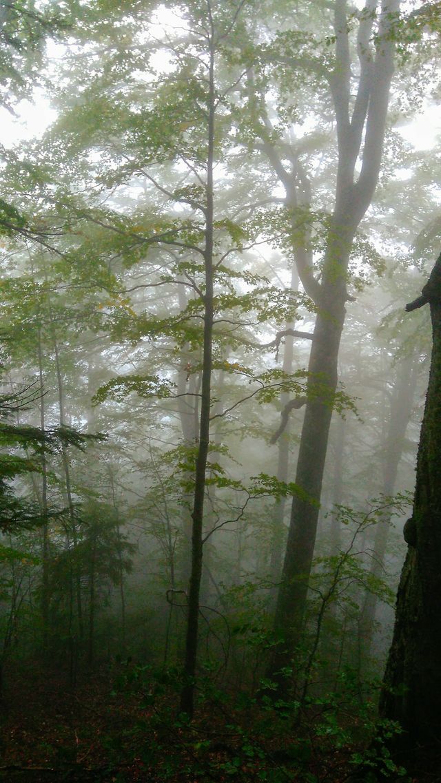 Forest