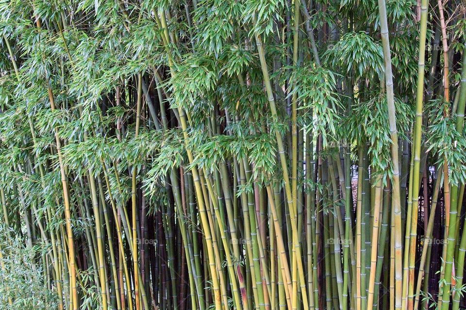 autumn tree in the park