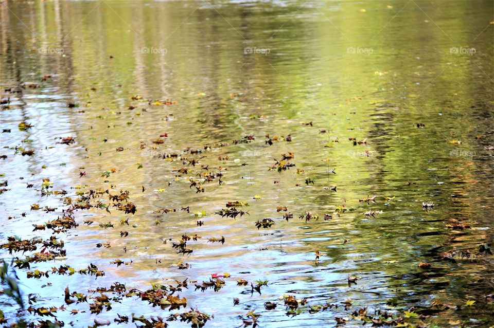 Water Foliage Reflection