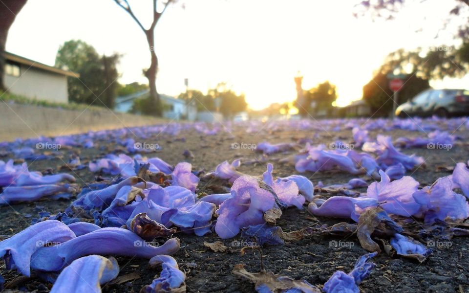 Jacaranda tree flowers 