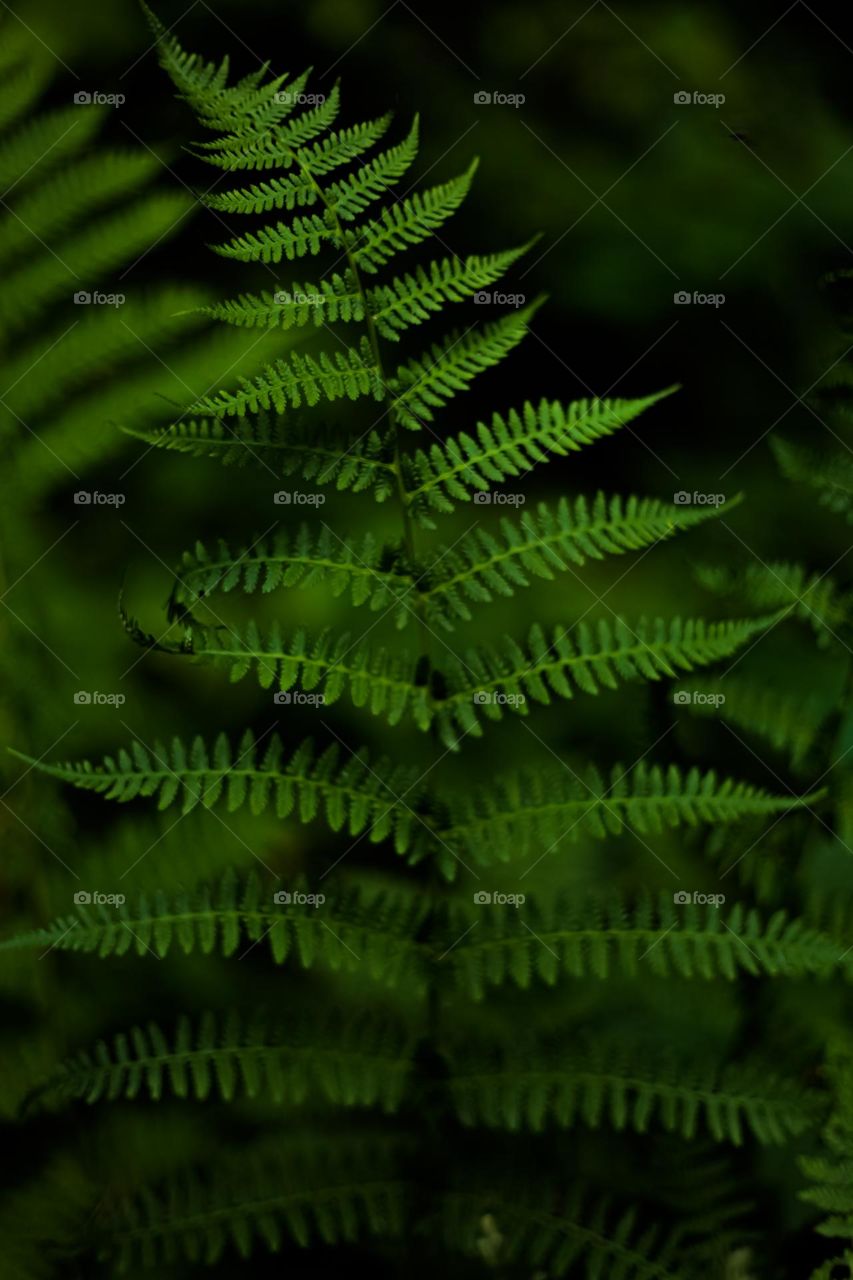 Magic Fern