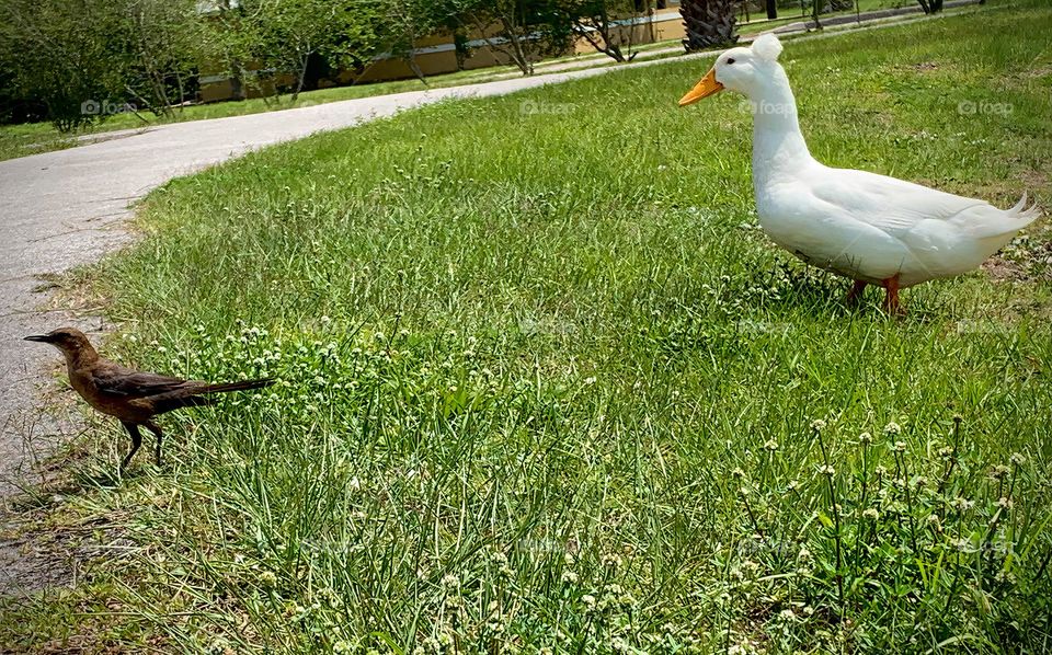 White Duck In The City Walking At The Park By The Street With Other Birds.