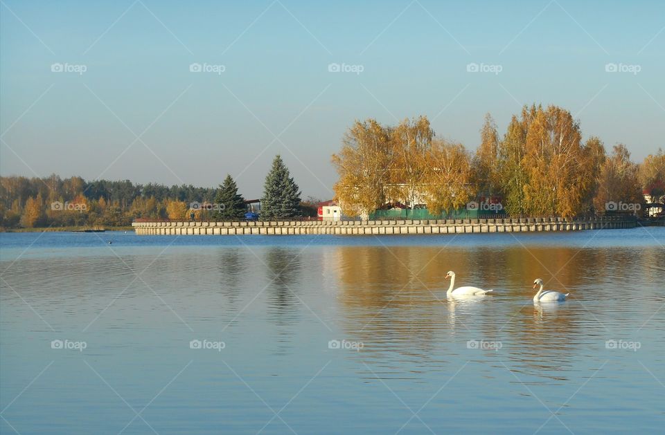 lake swans