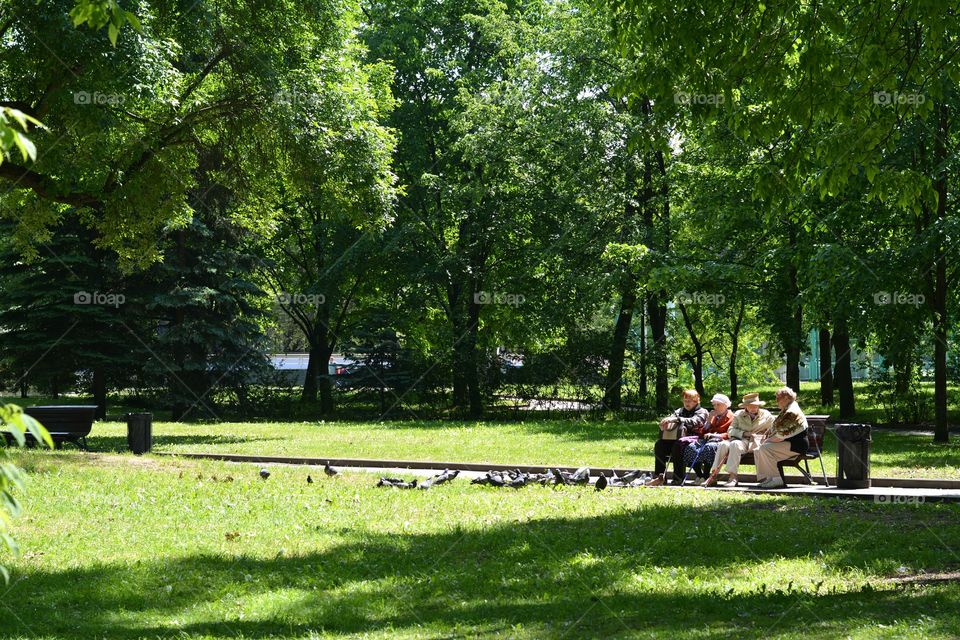 Park, Tree, Landscape, Bench, Grass