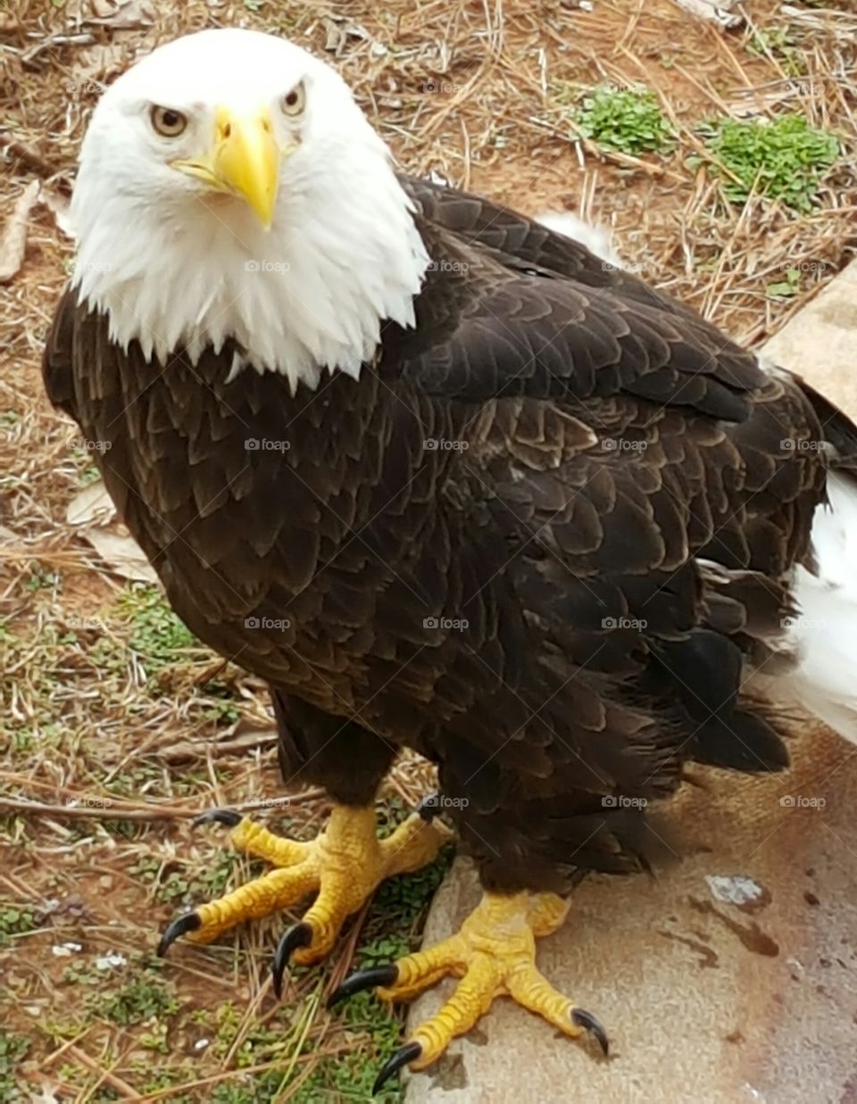 Bald Eagle