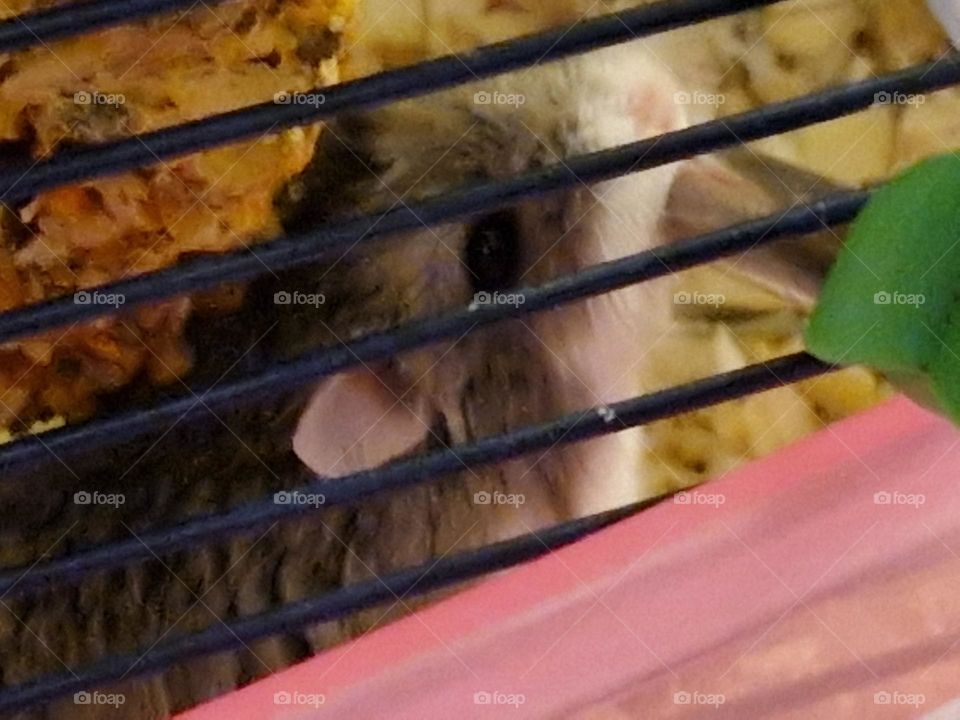 Hamster drinks water from bottle