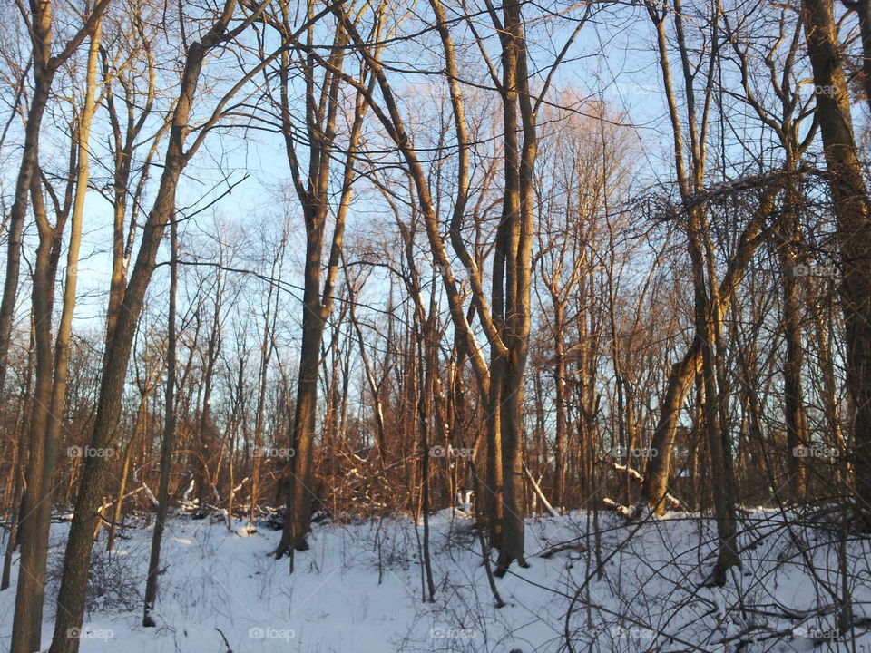 winter forest. forest at golden hour