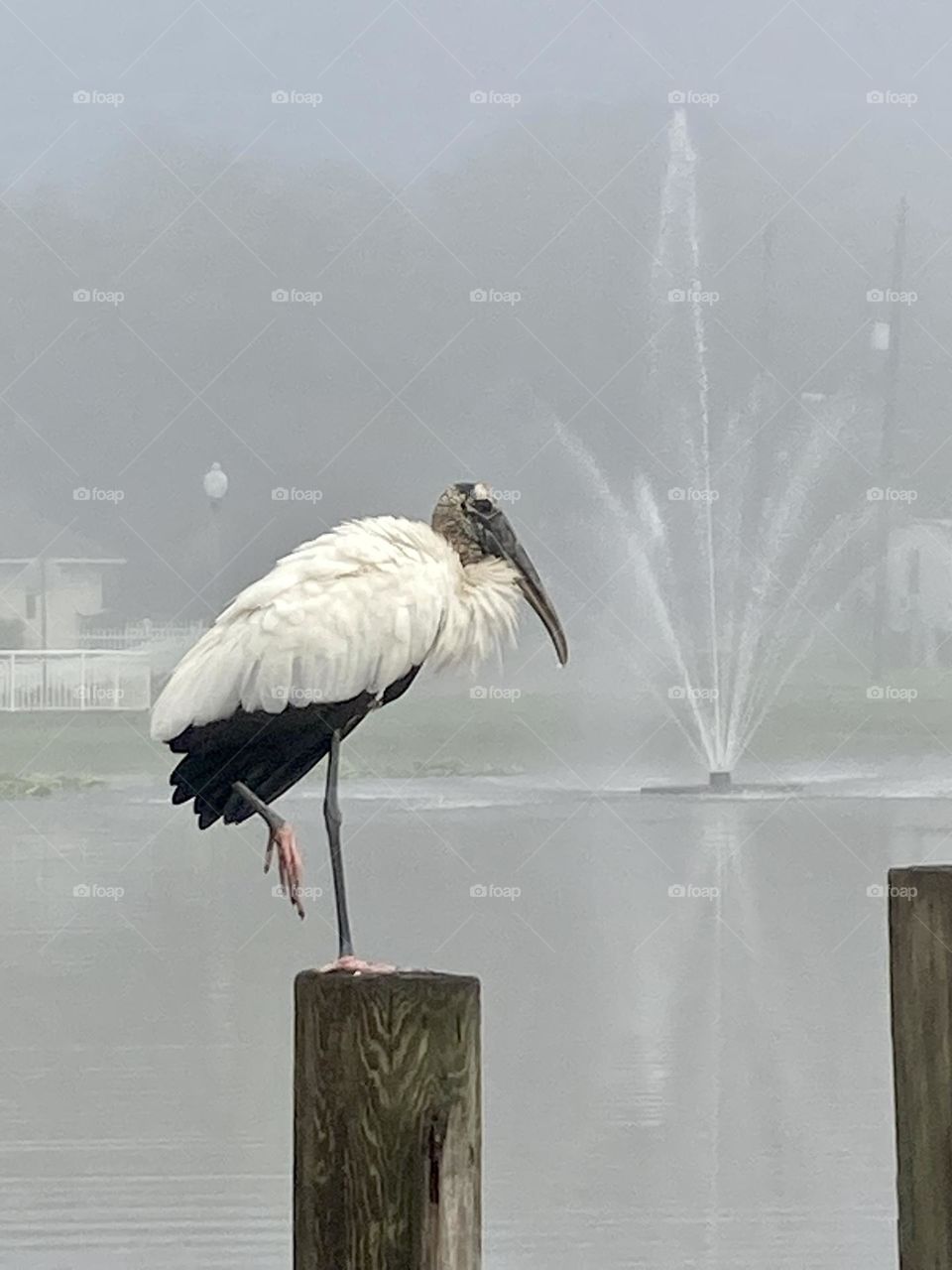 Big bird on a pier at a lake