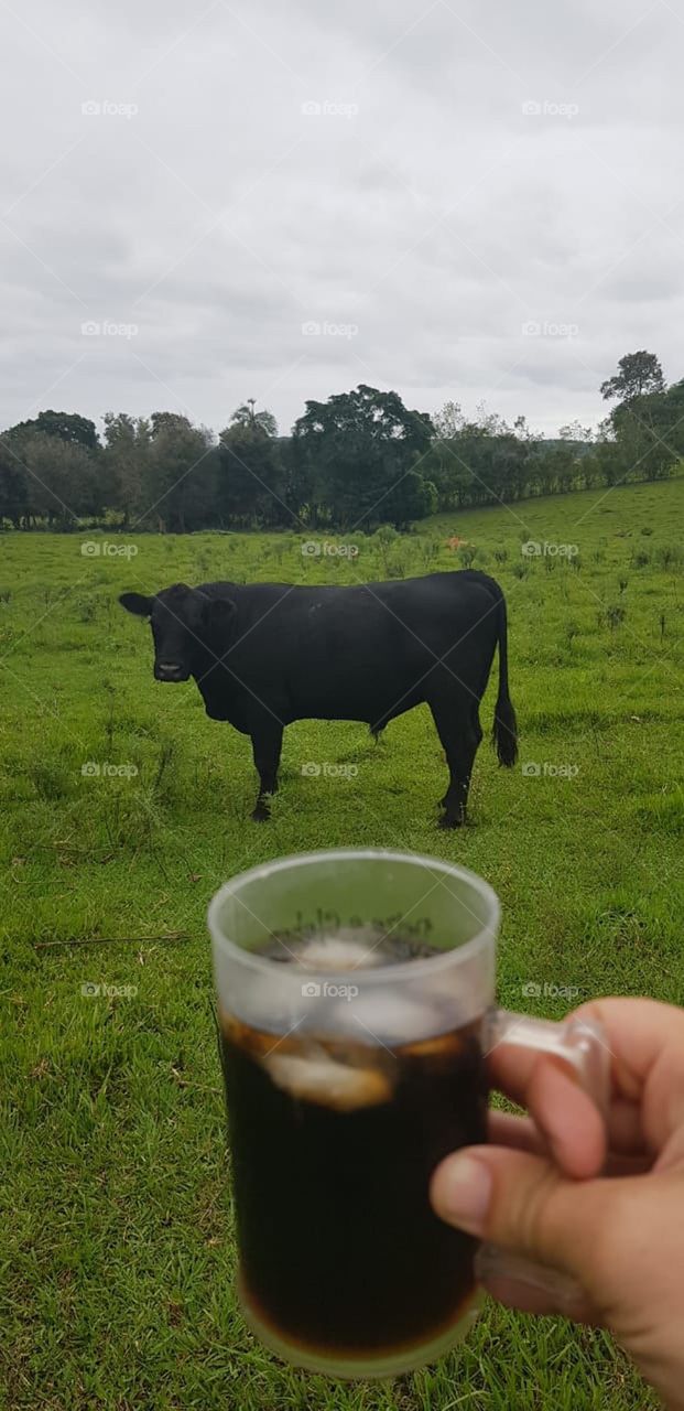 Ox! Drink and nature.