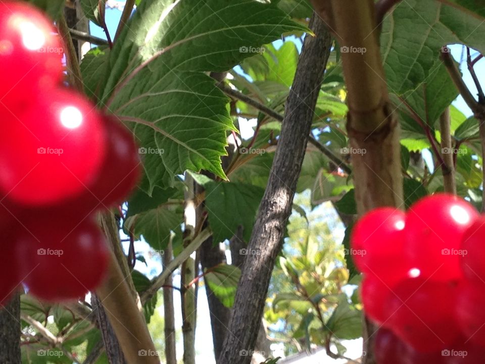 Red berries 