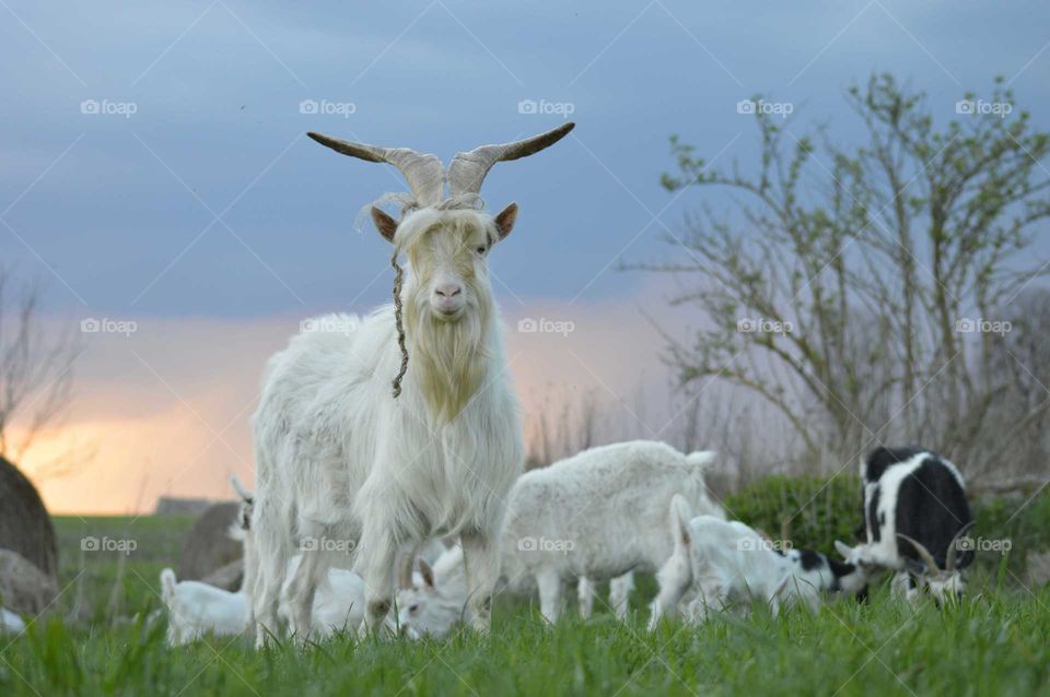 Goats grazing on grassy field