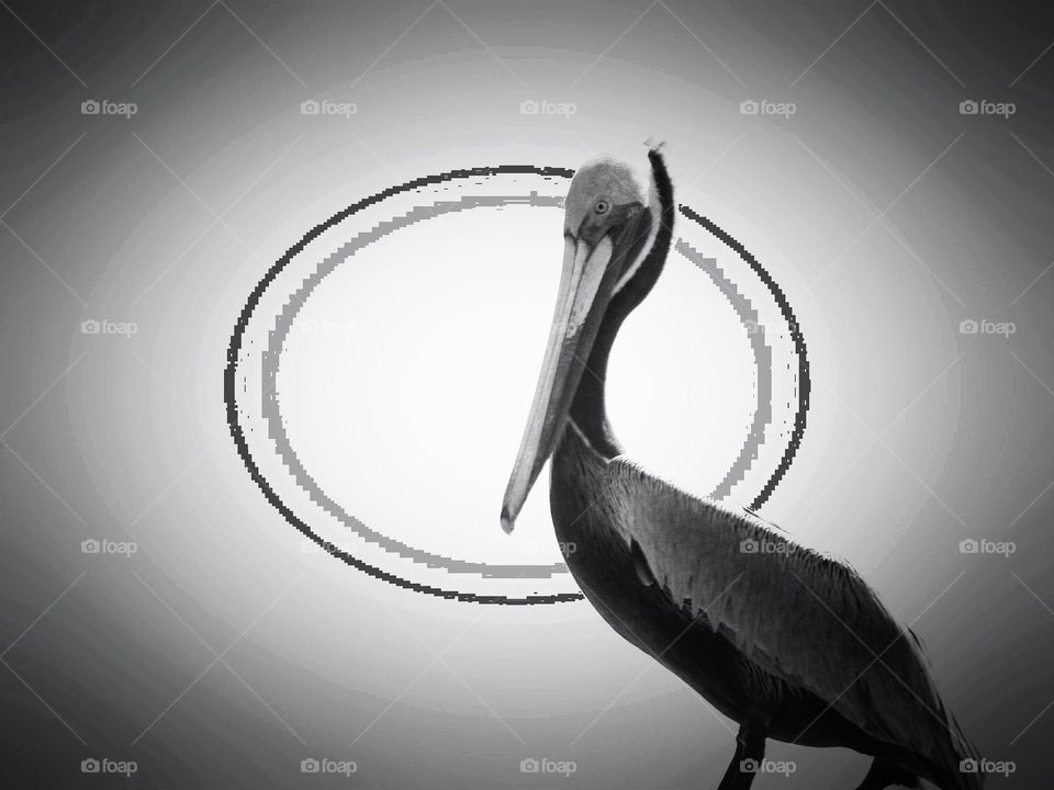 Graphic pelican 