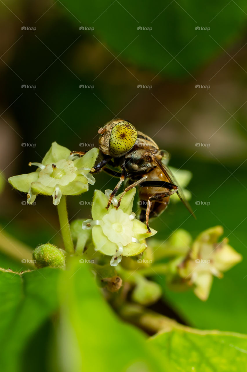 Hoverflies, sometimes called flower flies or syrphid flies, make up the insect family Syrphidae. As their common name suggests, they are often seen hovering or nectaring at flowers; the adults of many species feed mainly on nectar and pollen.
