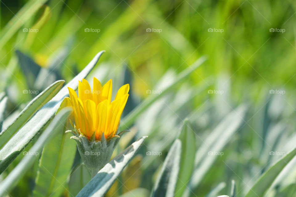 Yellow flower on blurred green nature background.