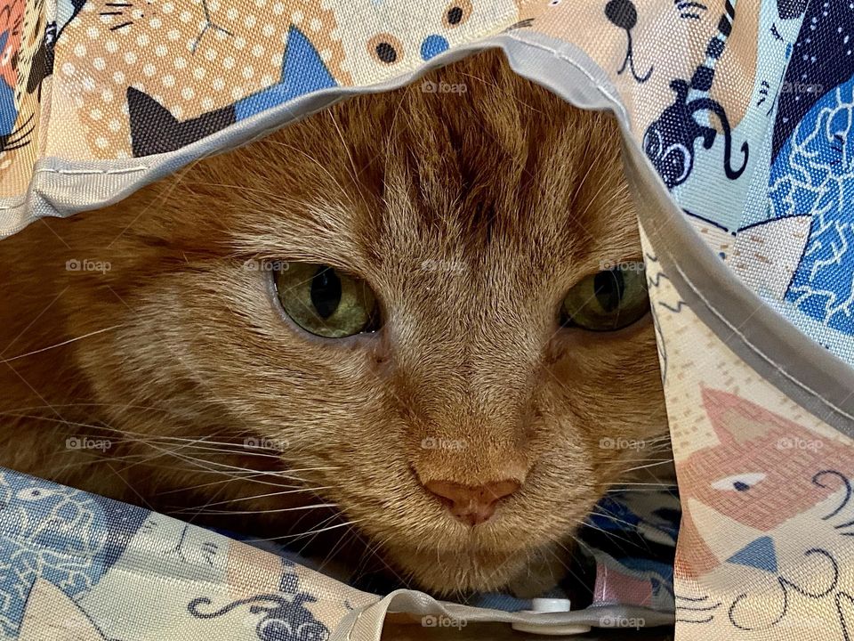 An orange tabby cat sitting in a reusable shopping bag