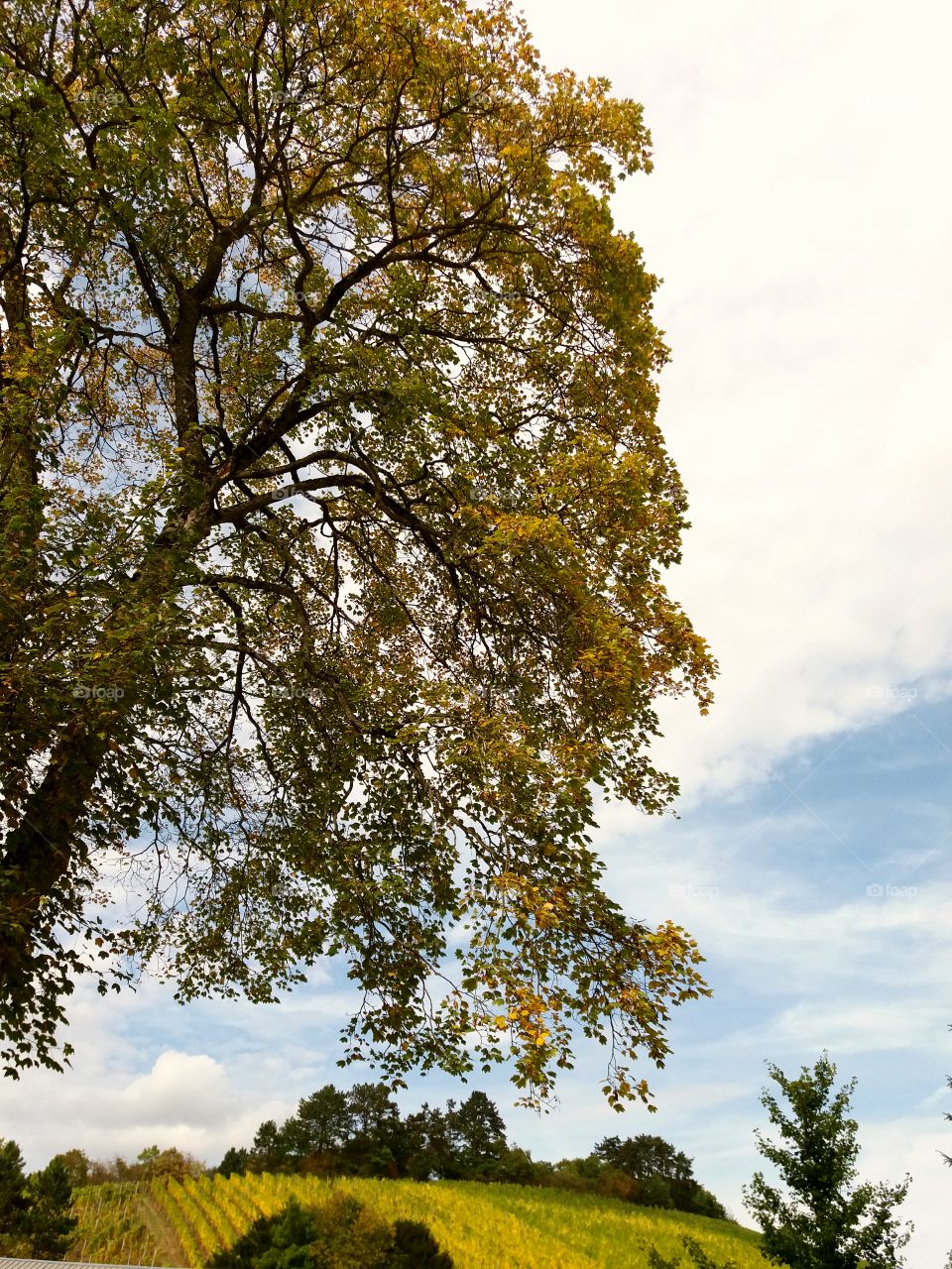 colourful fall tree