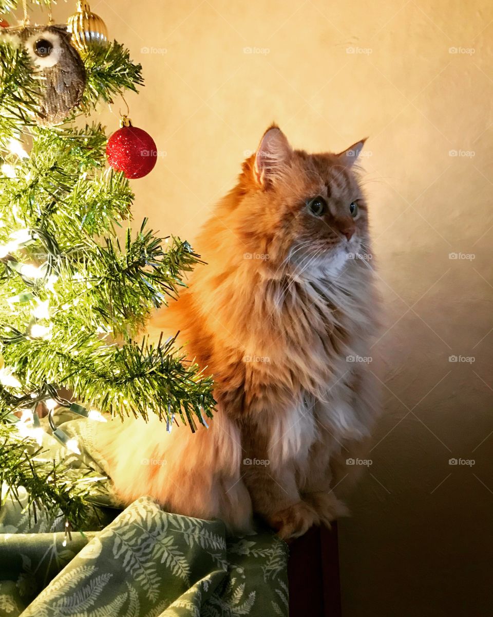 Leo the redhead ginger cat under the Christmas tree 