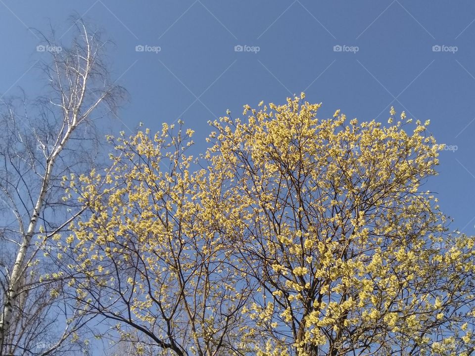 spring blooming tree yellow seals blue sky background