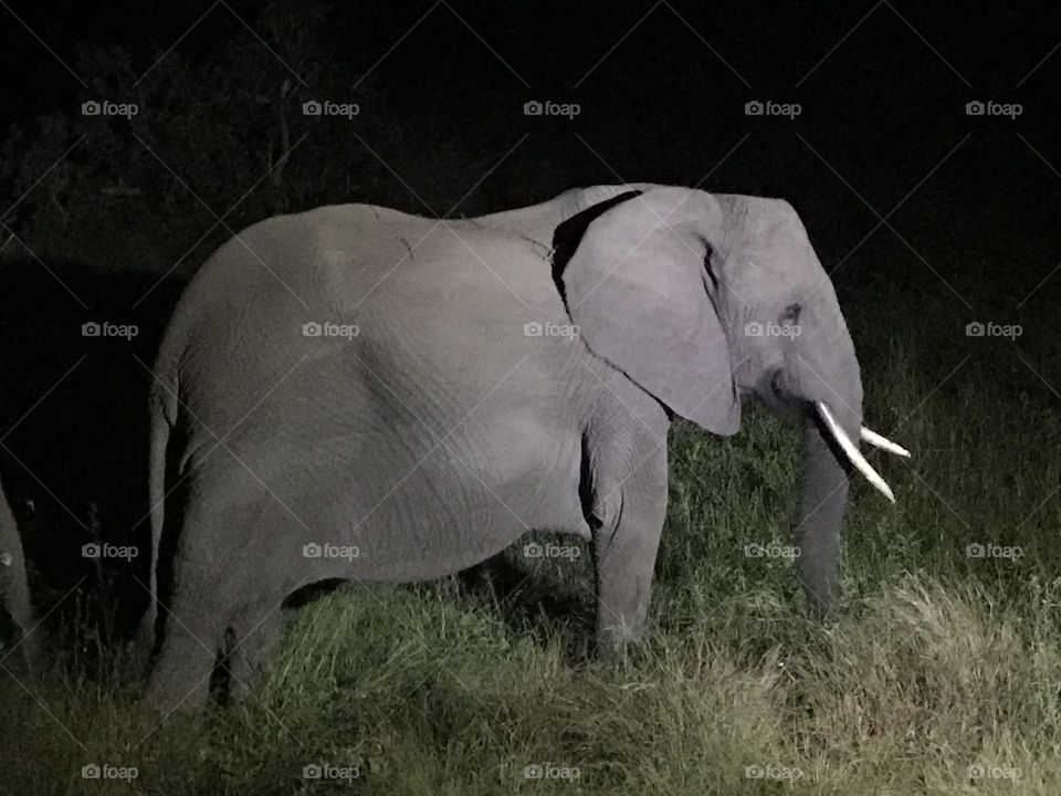 Elephants on the move 
