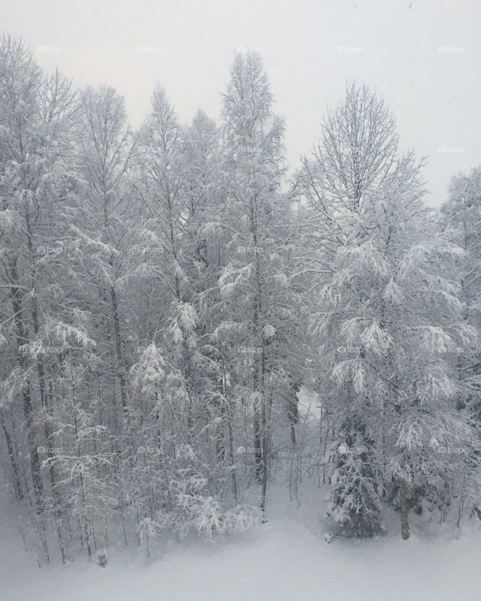 Snow covered trees in forest