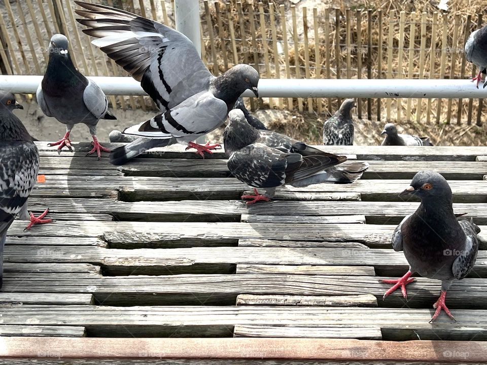 A Flock of Pigeons