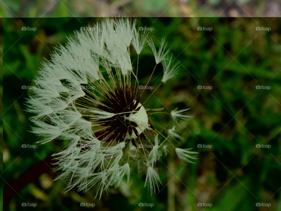 Dandelion